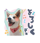 秋田犬の小麦ちゃん（個別スタンプ：16）