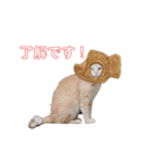 N家ぬこさん②（個別スタンプ：3）