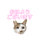 N家ぬこさん②（個別スタンプ：5）