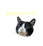 N家ぬこさん②（個別スタンプ：8）