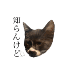 おにぎり猫のハン♂（個別スタンプ：6）
