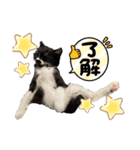 おにぎり猫のハン♂（個別スタンプ：8）