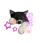 おにぎり猫のハン♂（個別スタンプ：9）