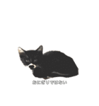 おにぎり猫のハン♂（個別スタンプ：10）
