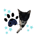 おにぎり猫のハン♂（個別スタンプ：12）