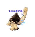 おにぎり猫のハン♂（個別スタンプ：14）
