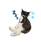 おにぎり猫のハン♂（個別スタンプ：15）