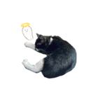 おにぎり猫のハン♂（個別スタンプ：16）