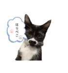 おにぎり猫のハン♂（個別スタンプ：20）