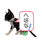 おにぎり猫のハン♂（個別スタンプ：23）