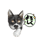 おにぎり猫のハン♂（個別スタンプ：24）