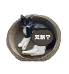 おにぎり猫のハン♂（個別スタンプ：25）