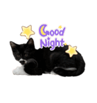 おにぎり猫のハン♂（個別スタンプ：28）