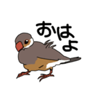 鳥で～す（個別スタンプ：1）