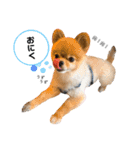 虎太郎スタンプ第5段（個別スタンプ：1）