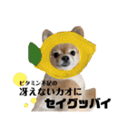 虎太郎スタンプ第5段（個別スタンプ：6）