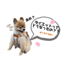 虎太郎スタンプ第5段（個別スタンプ：11）