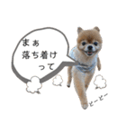 虎太郎スタンプ第5段（個別スタンプ：16）