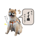 虎太郎スタンプ第5段（個別スタンプ：17）