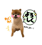 虎太郎スタンプ第5段（個別スタンプ：22）