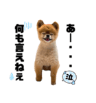 虎太郎スタンプ第5段（個別スタンプ：24）