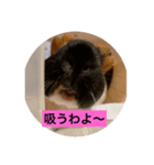 モルモット らむねchanスタンプ（個別スタンプ：4）