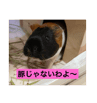 モルモット らむねchanスタンプ（個別スタンプ：5）