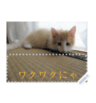 our cats kawaii love（個別スタンプ：15）