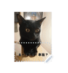 our cats kawaii love（個別スタンプ：18）