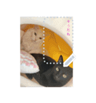 our cats kawaii love（個別スタンプ：21）