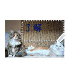 our cats kawaii love（個別スタンプ：23）