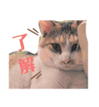 ちびスタンプ に（個別スタンプ：5）