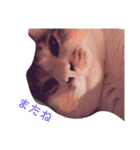 ちびスタンプ に（個別スタンプ：15）