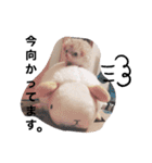 クリーム色のとげとげ（個別スタンプ：17）