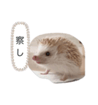 クリーム色のとげとげ（個別スタンプ：35）