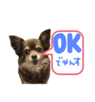 ちわわ2 小虎と長介、時々もみちゃん（個別スタンプ：1）