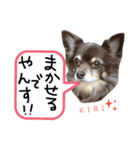 ちわわ2 小虎と長介、時々もみちゃん（個別スタンプ：3）