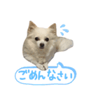 ちわわ2 小虎と長介、時々もみちゃん（個別スタンプ：4）