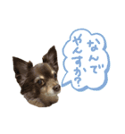 ちわわ2 小虎と長介、時々もみちゃん（個別スタンプ：6）
