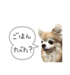 ちわわ2 小虎と長介、時々もみちゃん（個別スタンプ：7）