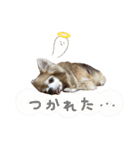 ちわわ2 小虎と長介、時々もみちゃん（個別スタンプ：10）