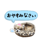 ちわわ2 小虎と長介、時々もみちゃん（個別スタンプ：11）