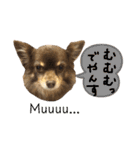 ちわわ2 小虎と長介、時々もみちゃん（個別スタンプ：12）