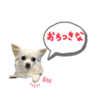 ちわわ2 小虎と長介、時々もみちゃん（個別スタンプ：14）