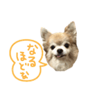 ちわわ2 小虎と長介、時々もみちゃん（個別スタンプ：15）