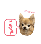 ちわわ2 小虎と長介、時々もみちゃん（個別スタンプ：16）