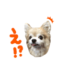 ちわわ2 小虎と長介、時々もみちゃん（個別スタンプ：17）