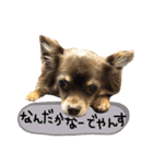ちわわ2 小虎と長介、時々もみちゃん（個別スタンプ：21）