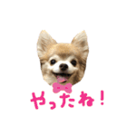 ちわわ2 小虎と長介、時々もみちゃん（個別スタンプ：22）