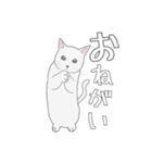 くせねこ（個別スタンプ：6）